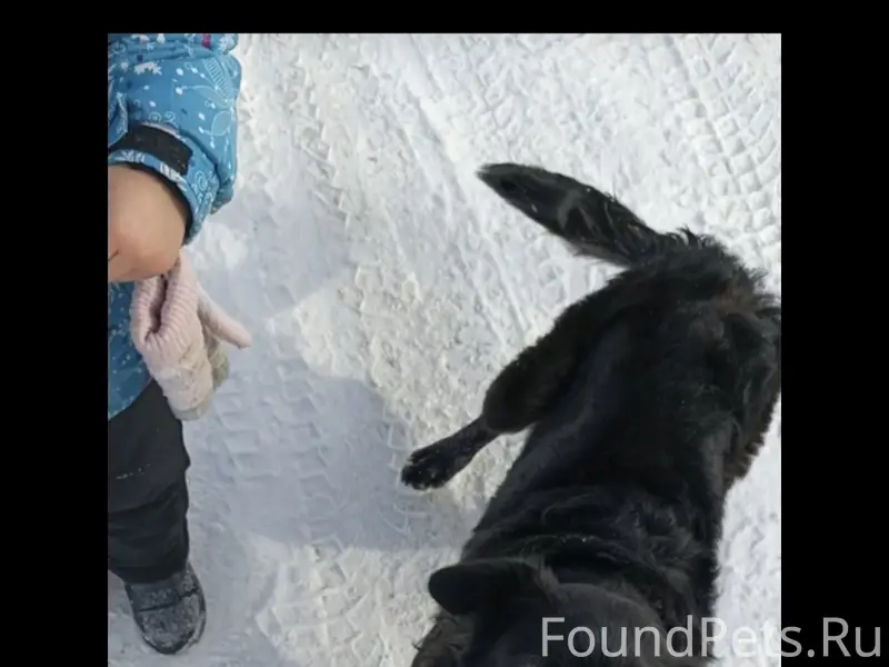 Пропала собака, Машзавод