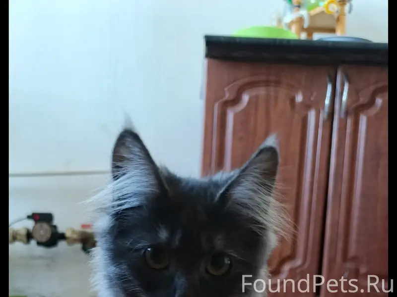 Пропал кот, п. Наровчатка