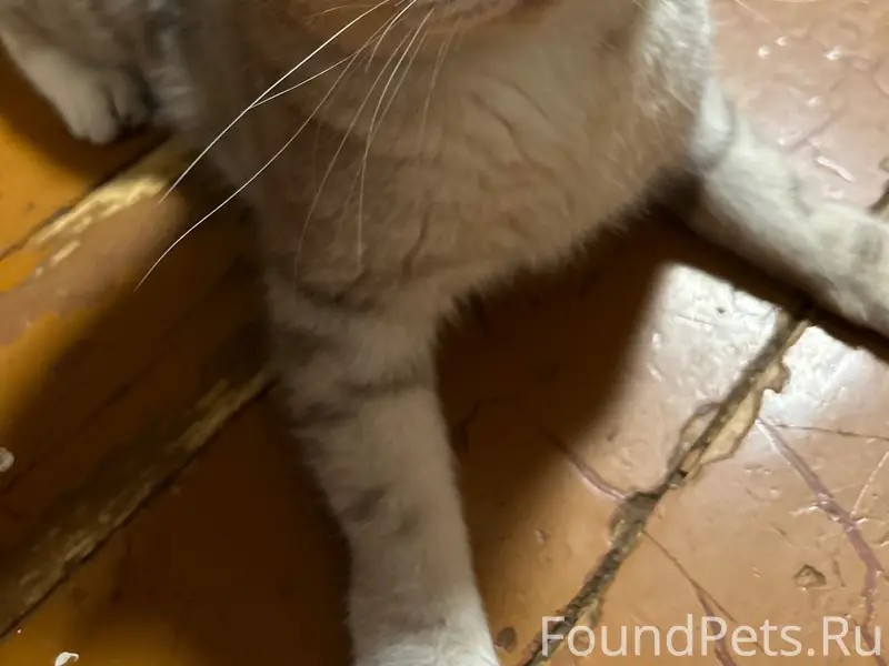 Найден кот, район ОЦМ