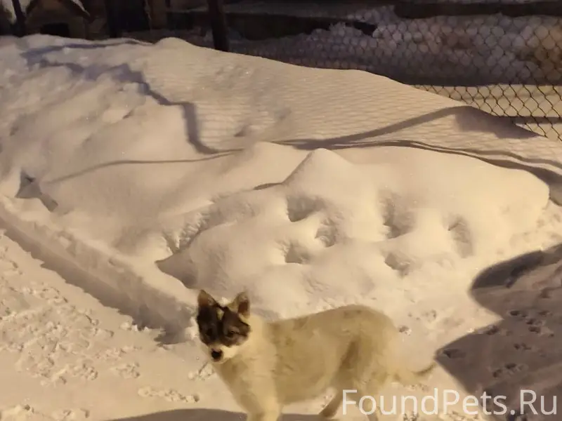 Пропала маленькая собачка Милая крошка, Тагильская