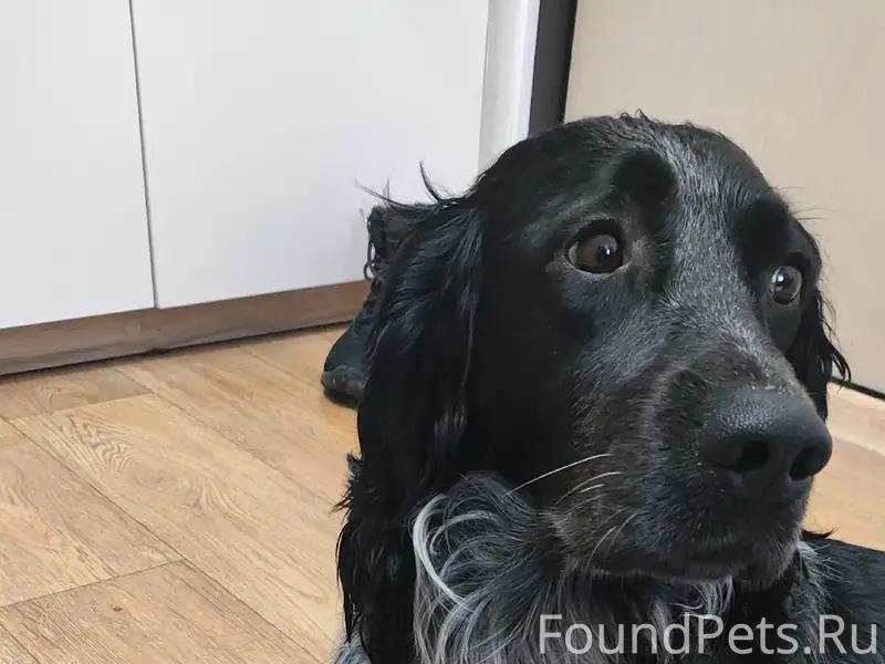 Найден русский охотничий спаниель, хромает, [около голубого карьера]