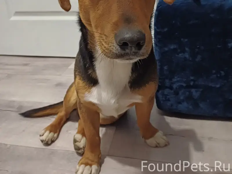 Найден пёс, Учкуевка, ул. Циолковского