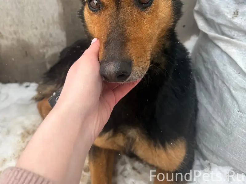 Найден щенок, улица Железнодорожная