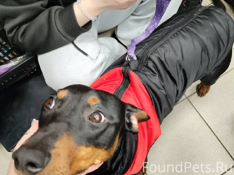 Найден немецкий пинчер с клеймом, Автозаводский район