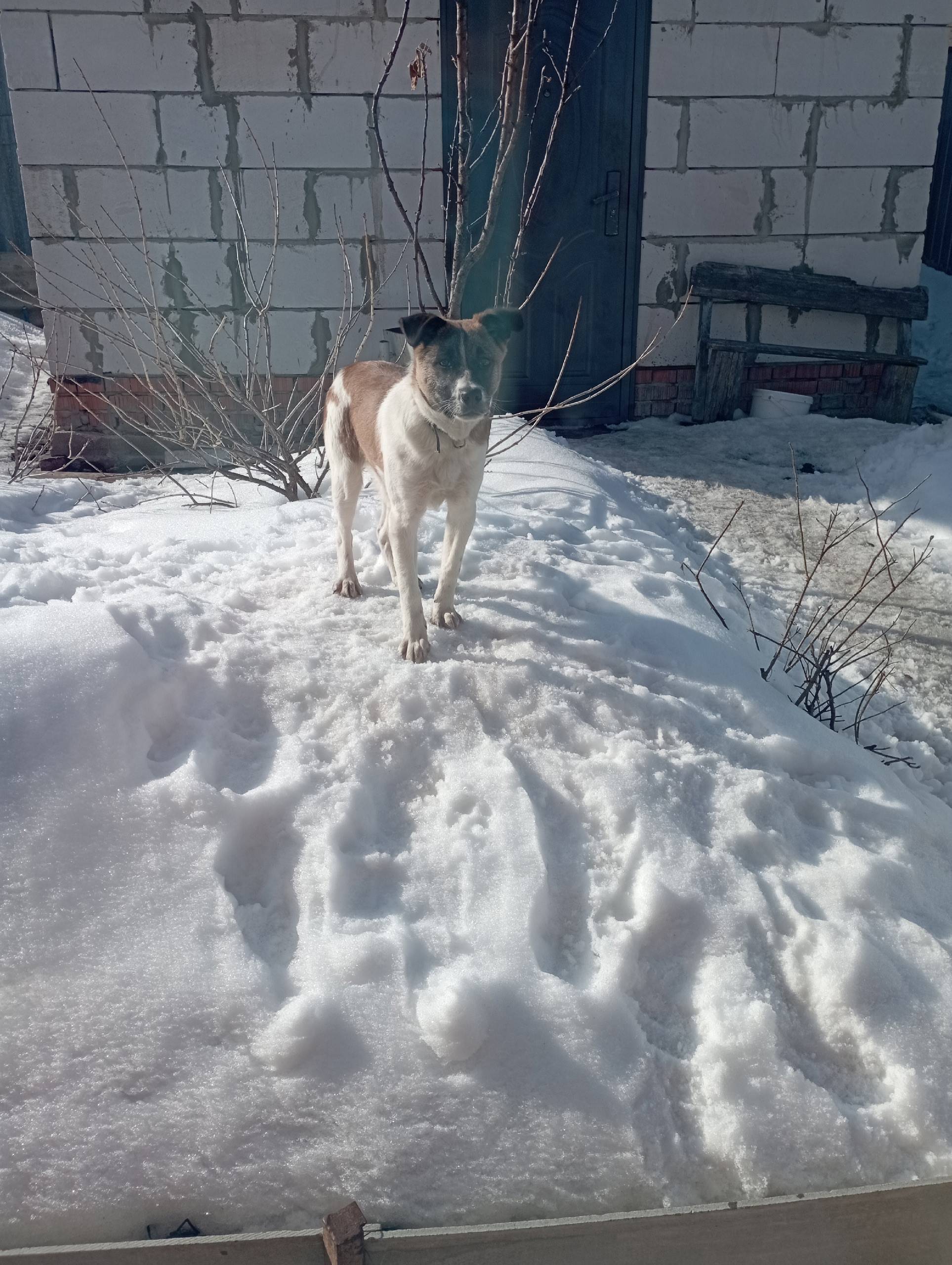 Пропал мальчик с кличкой Рон, есть ошейник
