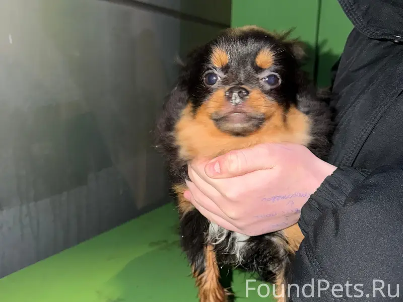 Найден мальчик похож на чихуахуа, Липецк