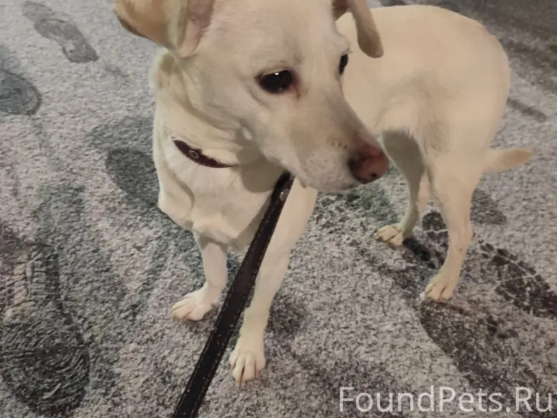 Найден тип собака, Калининский район