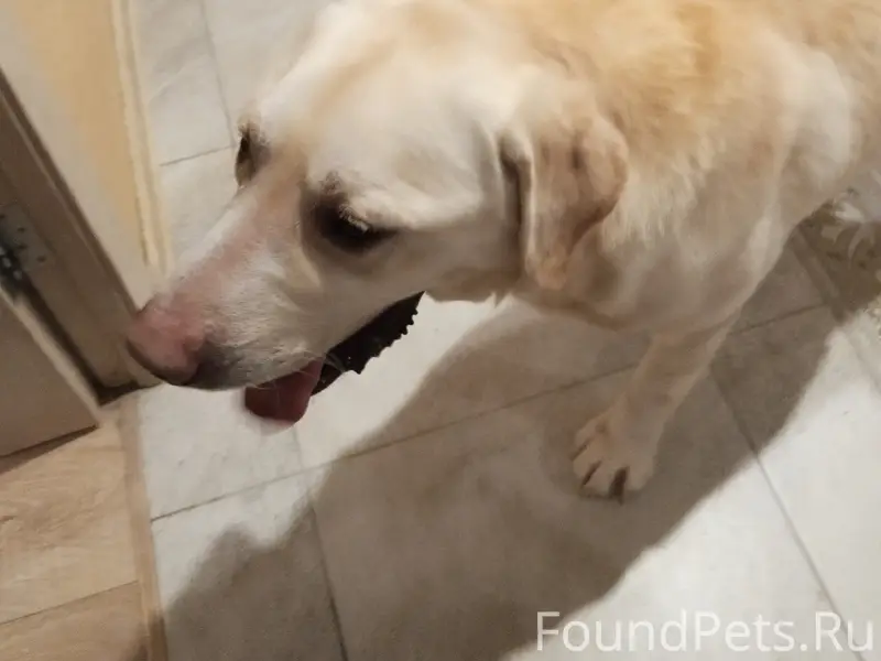 Пропала собака, неизвестно где
