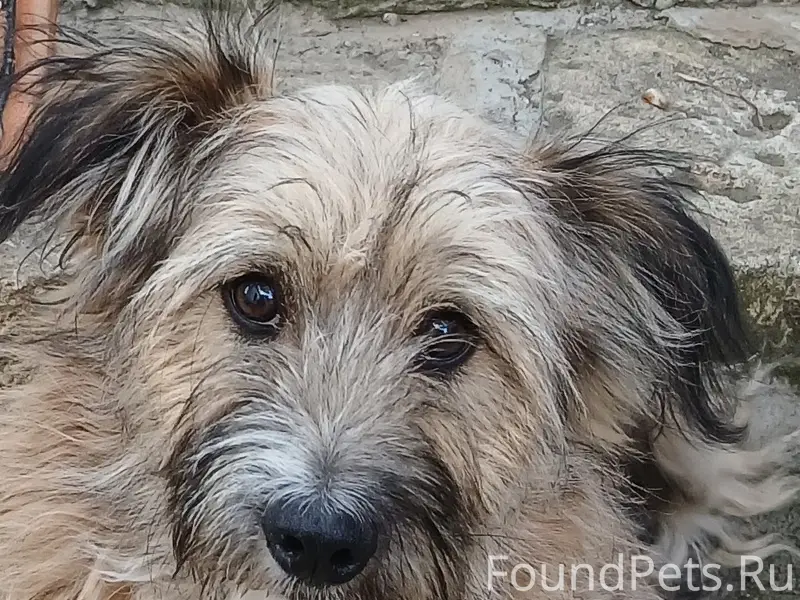 Пропал Фокс, последний раз видели на ул. Будищева