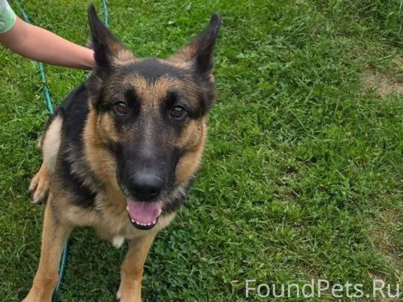 Пропала собака Молли, п. Большие Дворы