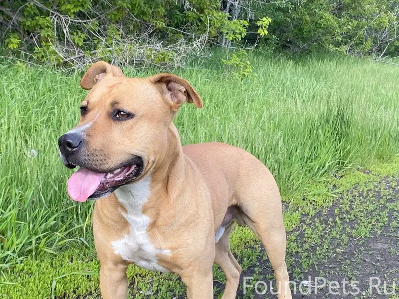 Пропал пёс Арес, Аргаяш