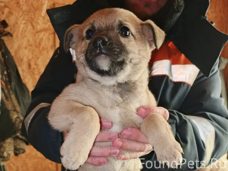 Найден щенок, д. Черничено