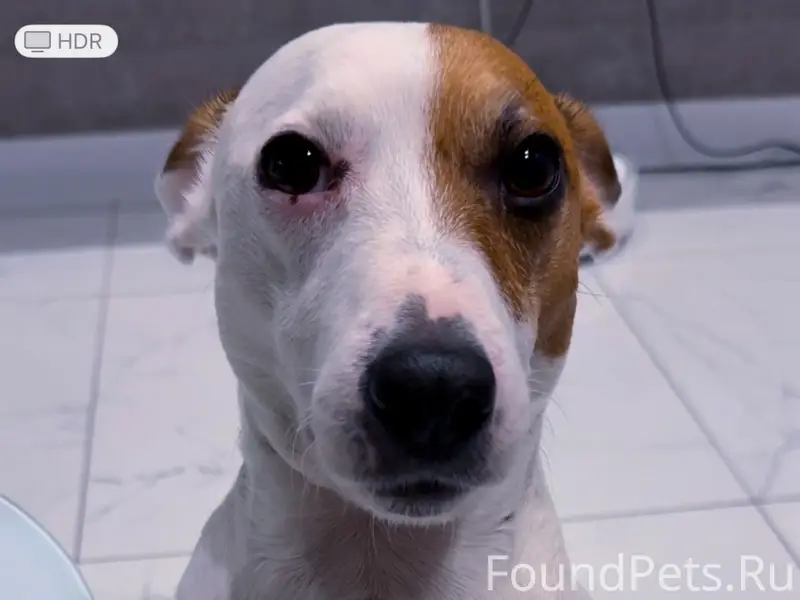 Пропал Джек-Рассел, район ул. Пушкина и ул. Пионерская