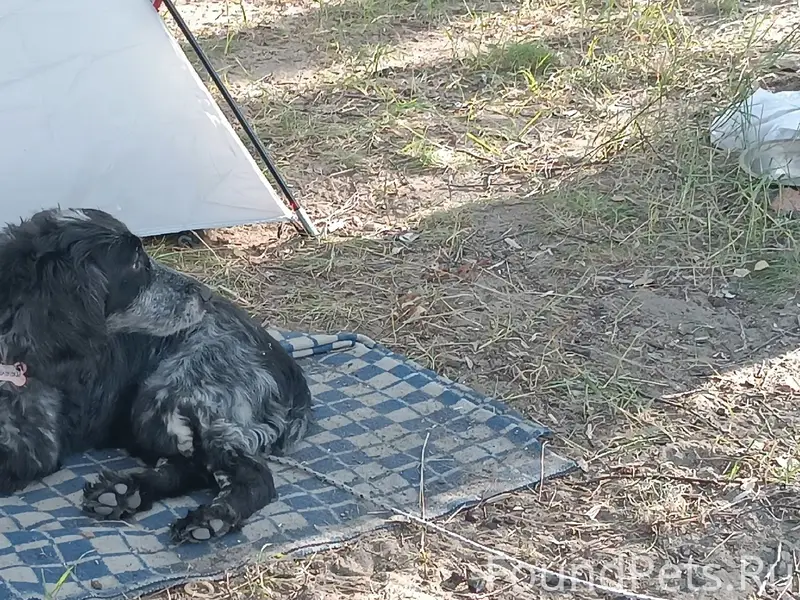 Пропала собака, Палисадная улица