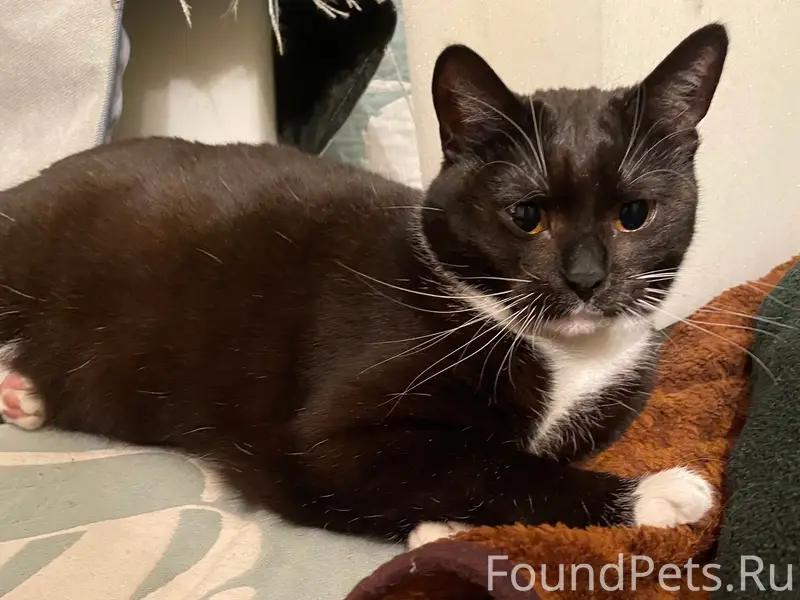 Пропала кошка Шоколадка