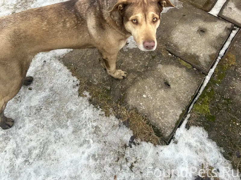 Найден пёс, 2-й Октябрьский проезд