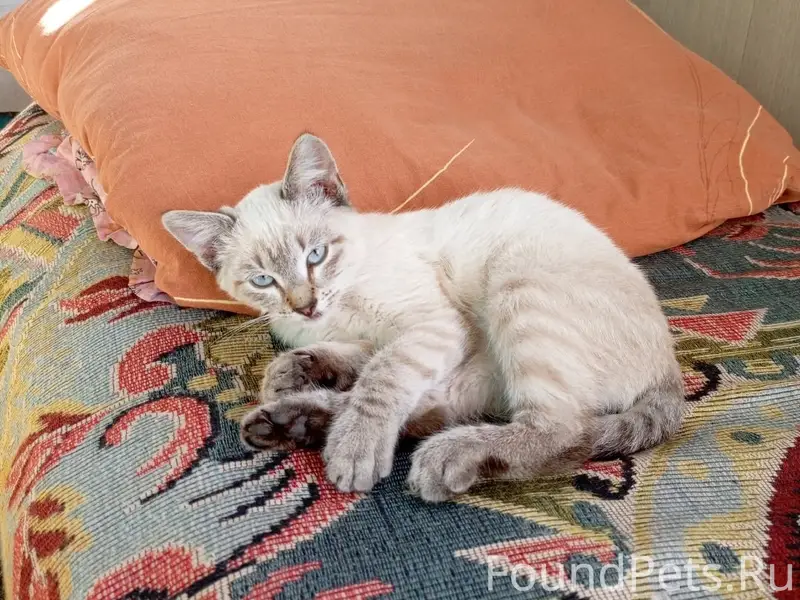 Пропал кот Барсик, около магазина Чижик