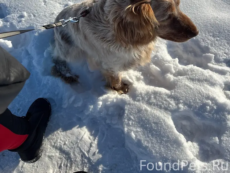 Пропал кобель Чарли, п. Увельский
