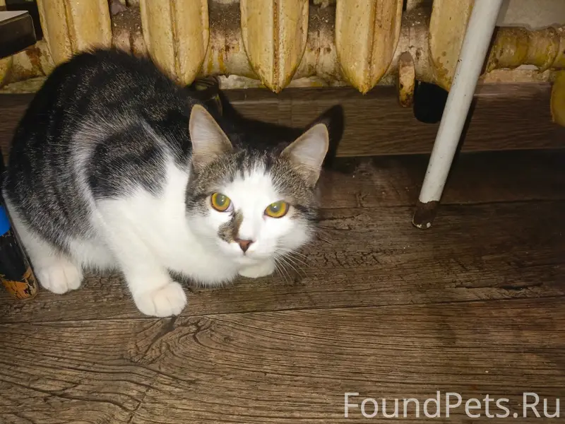 Пропал кот Луна, улица Кирова