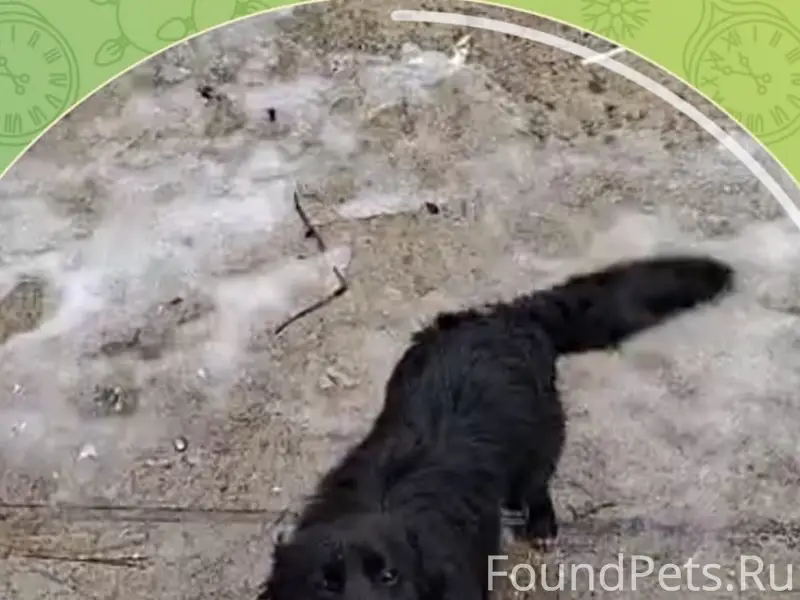 Пропал пёс, Советский район