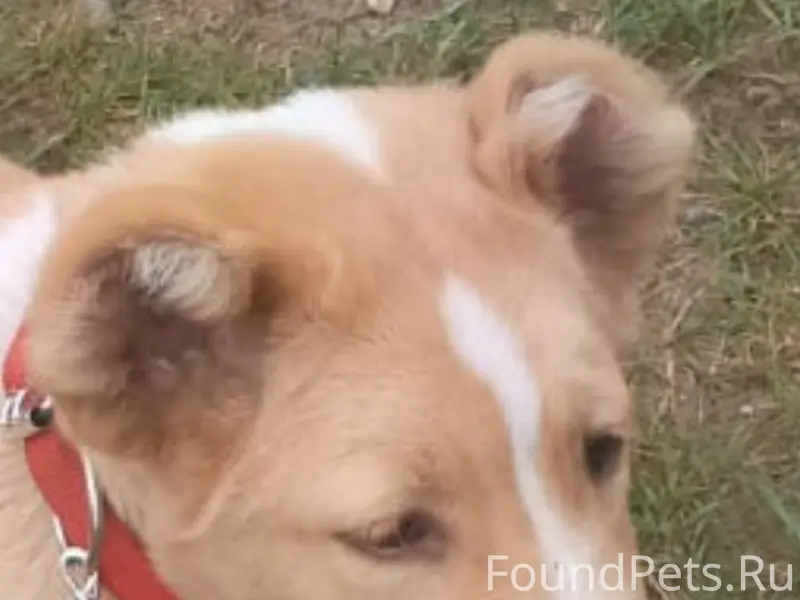 Пропала собака, 