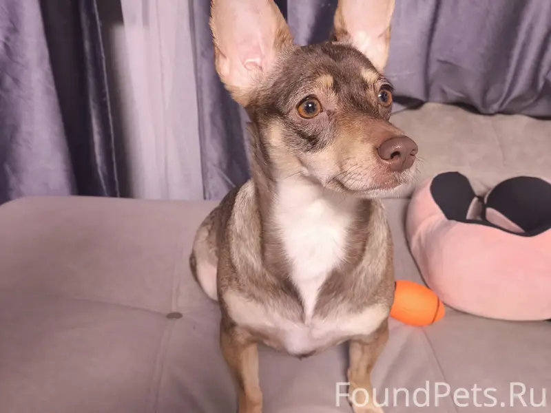 Найден тип собака, район гостиницы Ашкадар