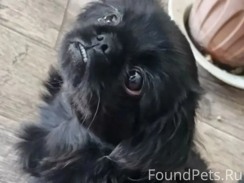 Пропал пекинес, район жд вокзала