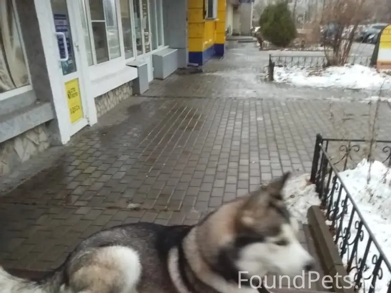 Пропал Джек, Старый Оскол, Олимпийский