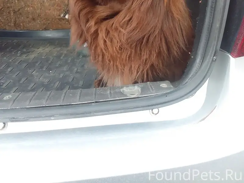 Пропал пёс Миша