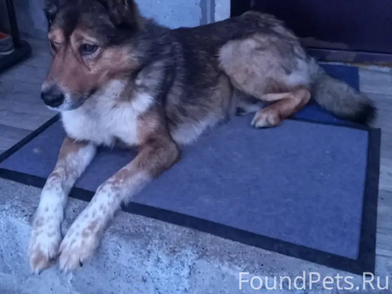 Пропал пес, Сады Геолог, Горноуральск