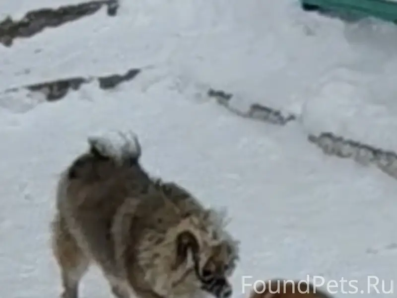 Пропал шпиц, район неизвестен