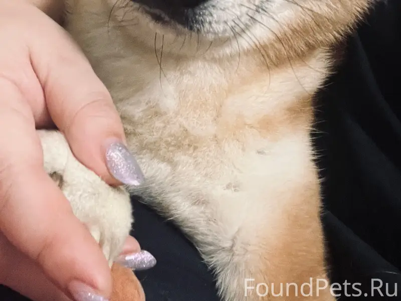 Пропал Сиба Ину Сатоко, район Багратиона, Ленина