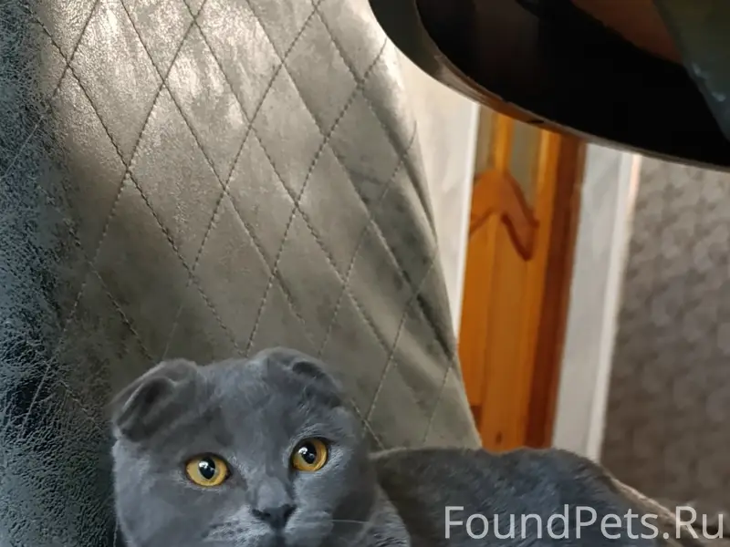 Пропал кот, пересечение Пролетарской и пер. Веселого