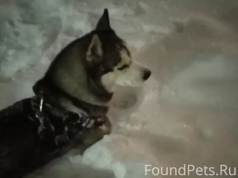 Пропал Джек, собака в чёрной шлейке