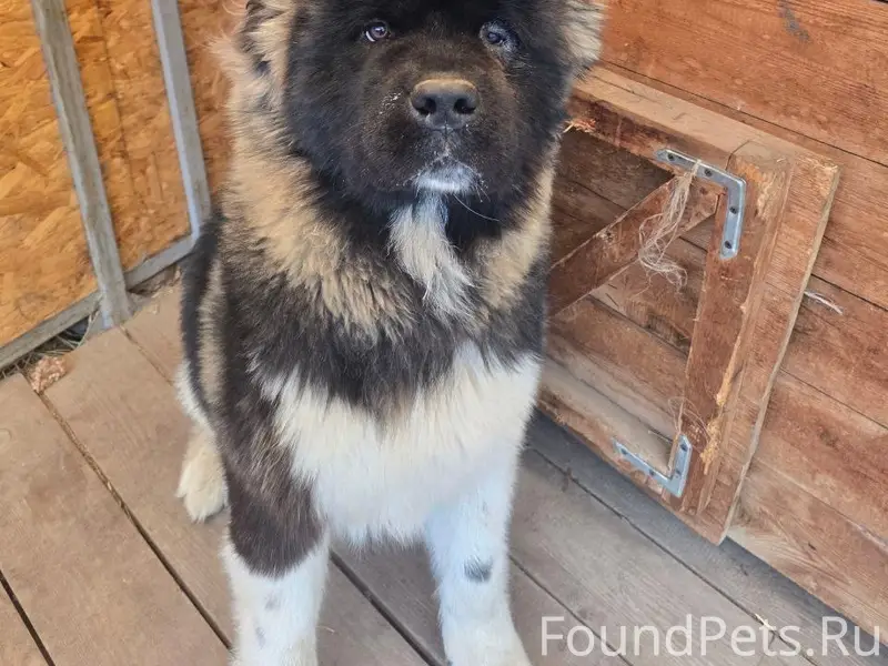 Пропал черно-белый Миха, особые приметы на лапках