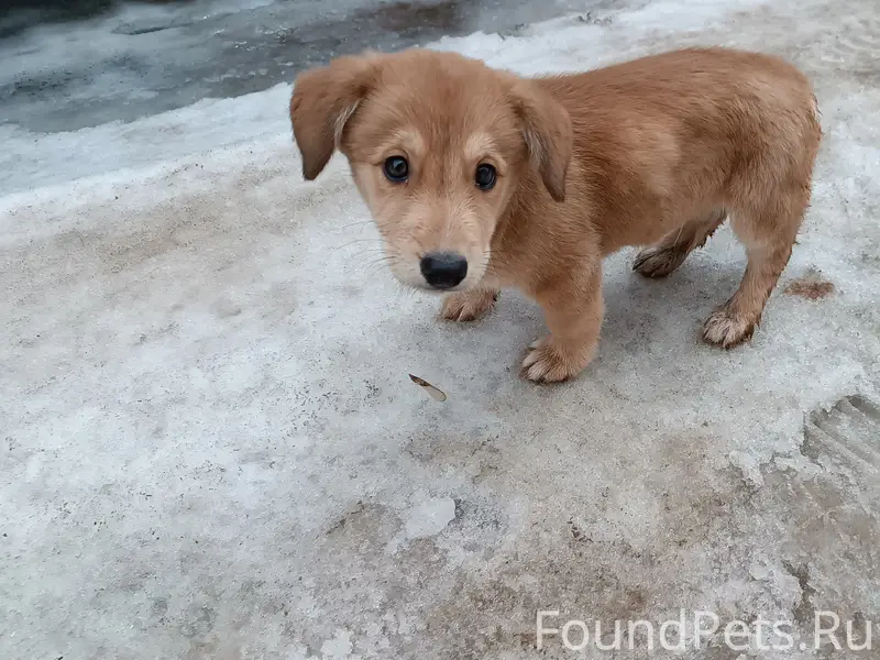 Найден щенок, Силикатка