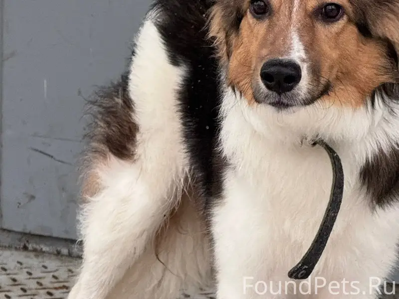 Пропала собака, пр. Победы 27