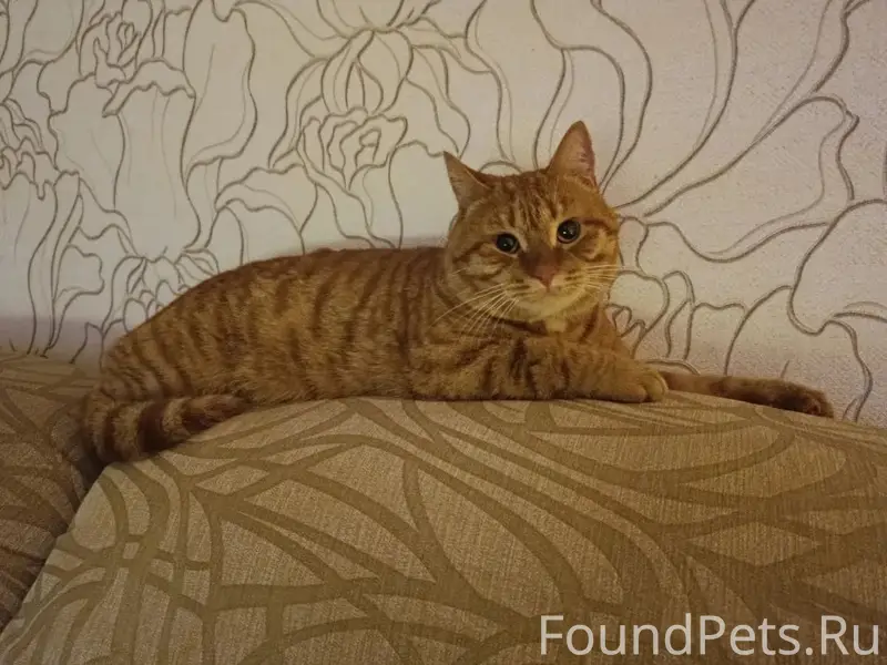 Пропал кот, район автохозяйских домов