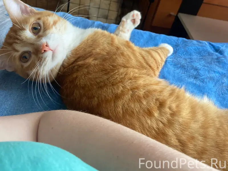 Пропал рыжий кот, м-н «Северный»