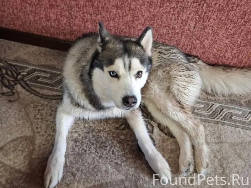 Пропал Джек, Старый Оскол, Олимпийский