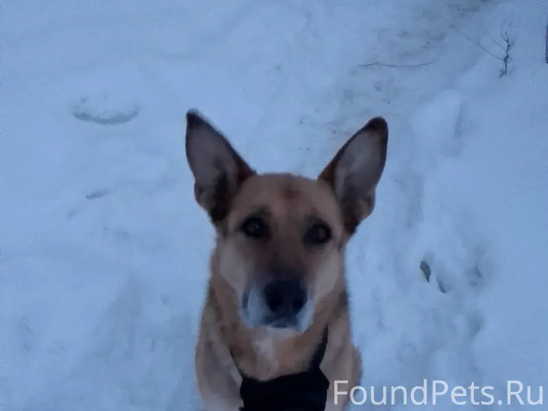 Найден метис овчарки, без клички