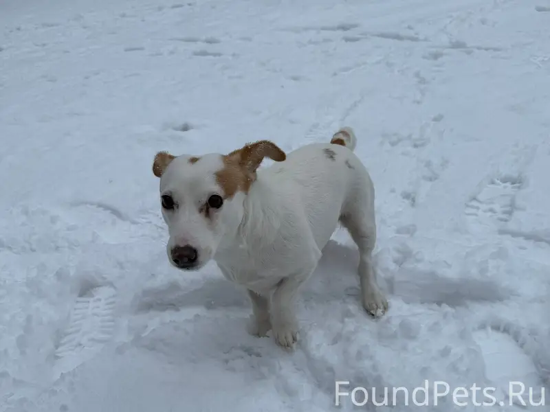 Найден пёс, Приокский район
