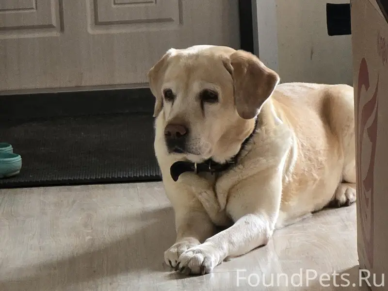 Пропала собака лабрадор, район Поле чудес