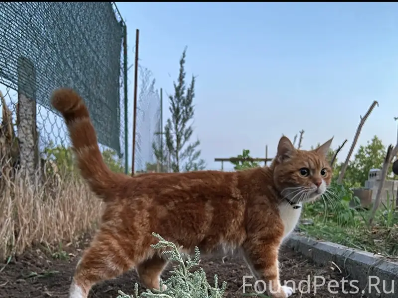 Пропал кот Бориска, пгт. Багерово