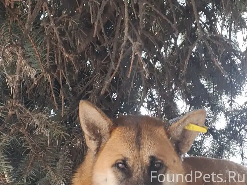 Пропала собака Алиса, ст. Днепровская