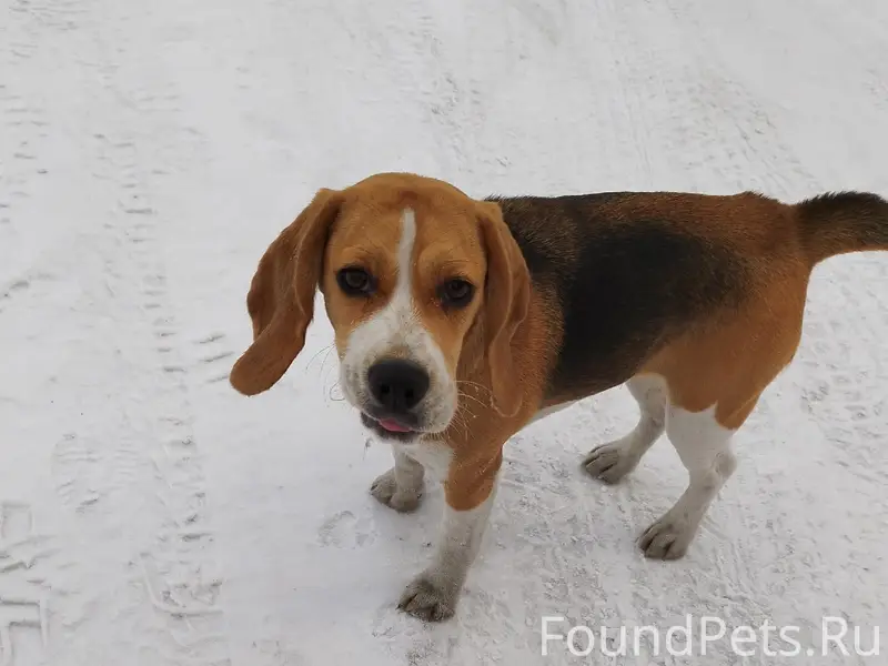 Пропал щенок, Байдаевка