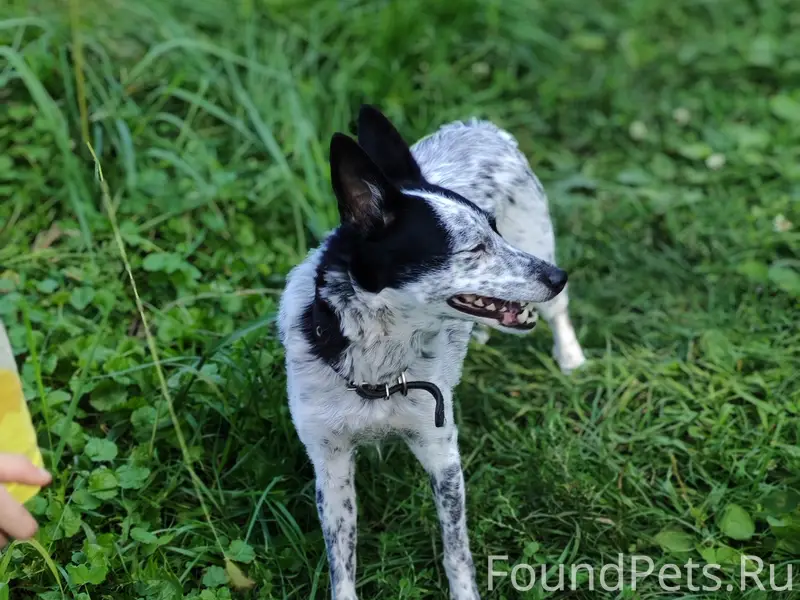 Пропала собака, ул. Заводская - коммаш