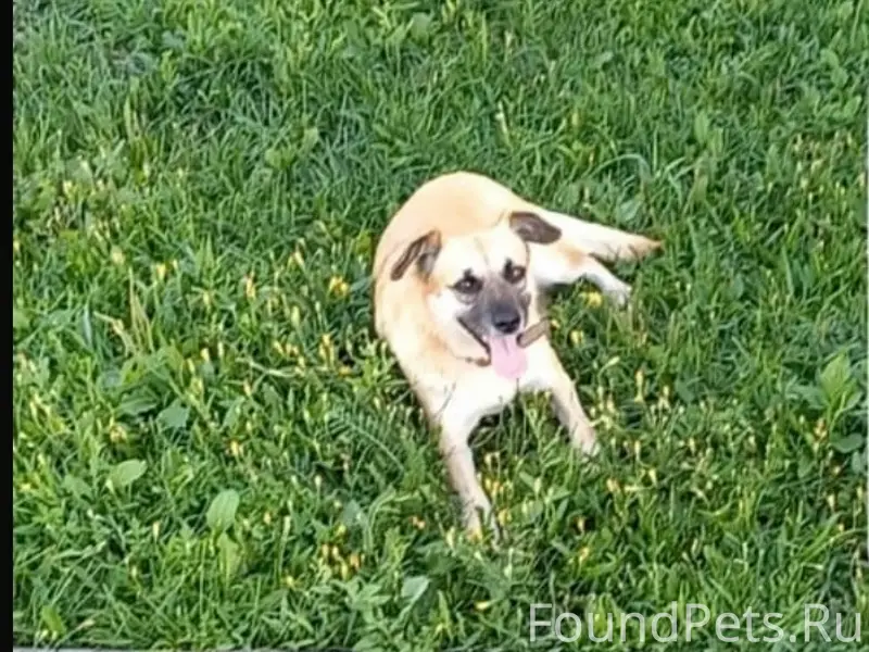 Пропала собака Буся, красный ошейник