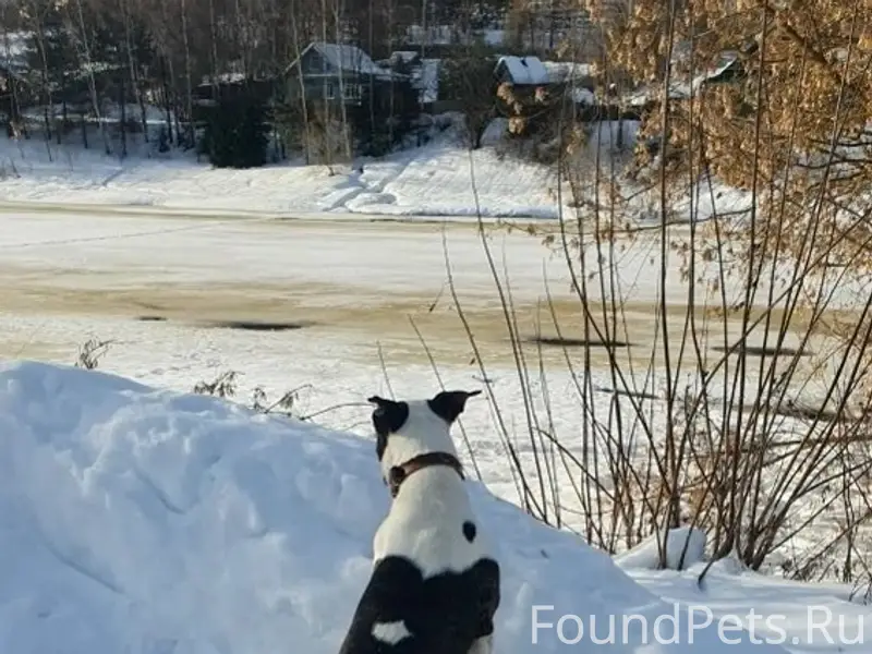 Найден тип собака, [место] Твелецкая набережная