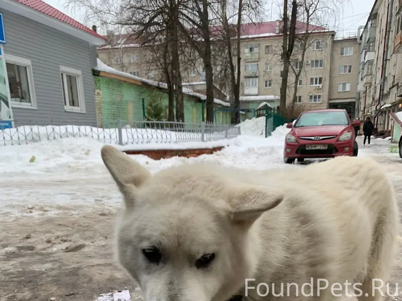Найден белый пёс в ошейнике, улица Красноармейская